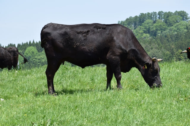 緑の牧草地で草を食む黒毛和牛の雌牛。艶やかな黒い毛並みが特徴的で、黒毛和牛の純血種としての体型がよくわかる