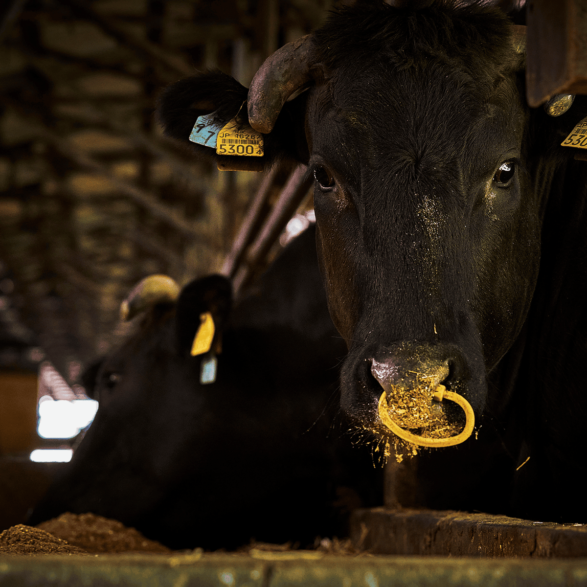 和牛の一頭買い・半頭買い｜牛舎で飼育される黒毛和牛