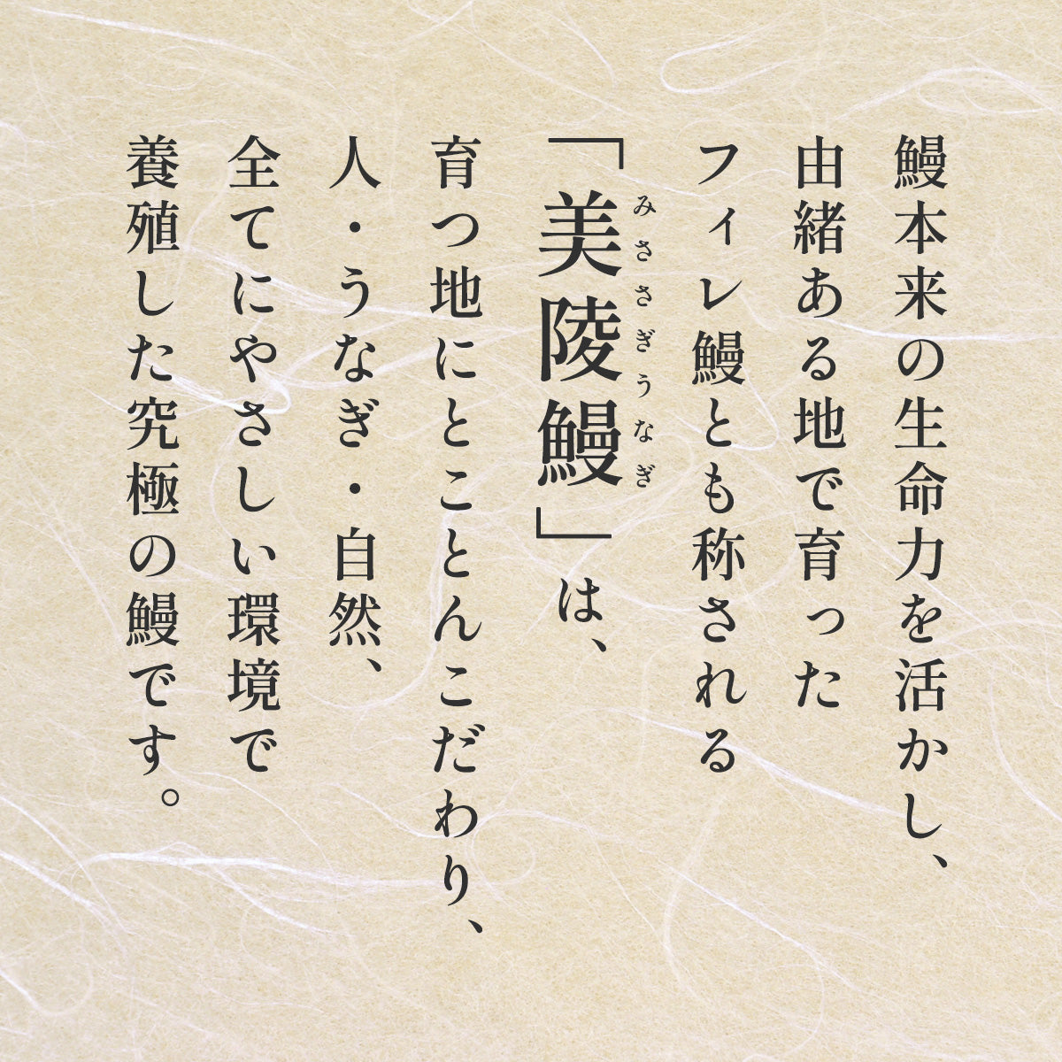 フィレ鰻１尾※白焼