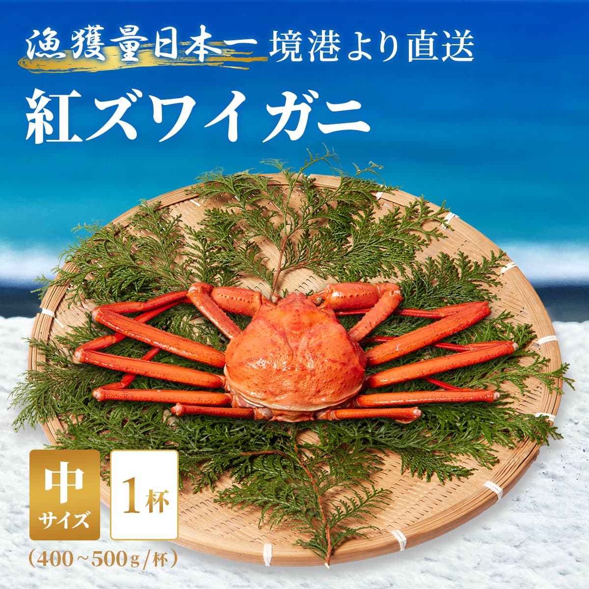 ★代理店専用【引出物】ズワイガニ（紅ズワイ）中1杯　400g～500g