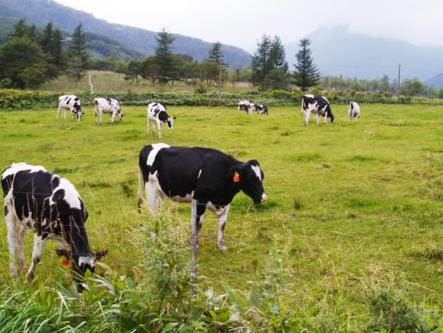 放牧されている国産牛