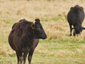放牧中の和牛