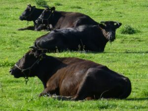 仙台牛は黒毛和種