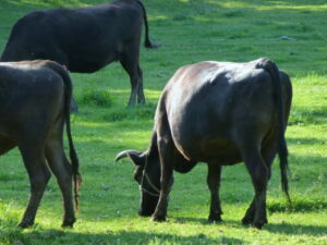 放牧中の山形牛